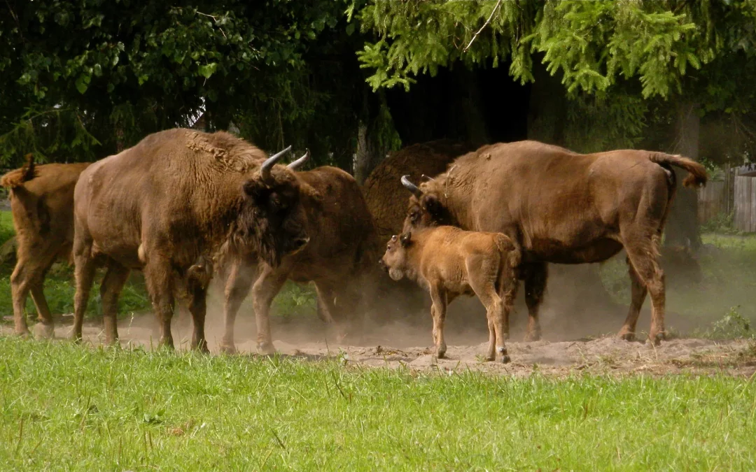Bialowieza – Home of the Bison – From the five-part ARTE TV series “Europe’s Primeival Forests”