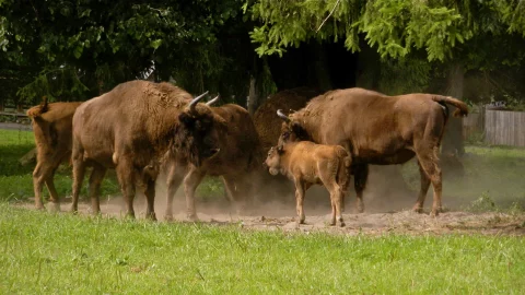 Bialowieza – Heimat der Wisente – Aus der fünfteiligen ARTE Fernsehserie „Europas Urwälder“